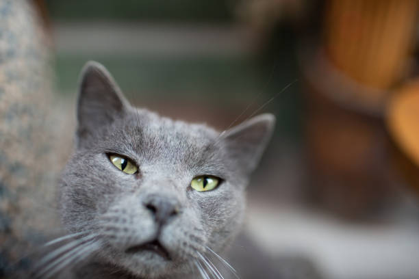 gray cat is lying at home