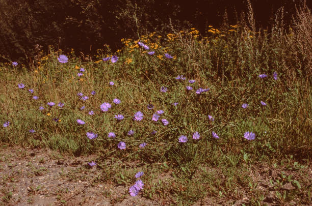istock Cichorium intybus or common chicory whole plant at the forest edge 2191173153