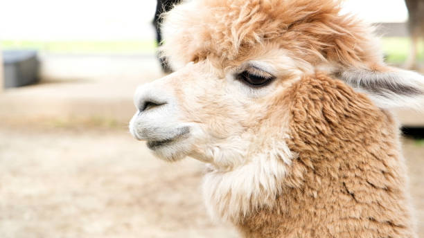 istock fluffy alpacas in the farm 2191174577