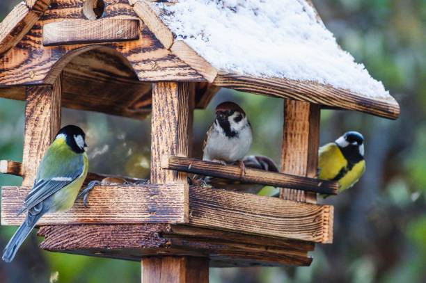 istock Birds on a snowy birdhouse in a tranquil garden. 2191175397