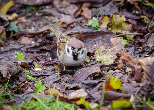 istock Sparrow foraging among autumn leaves 2191175431