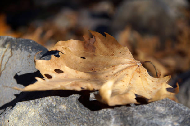 istock A single dry leaf that fell from a tree on a rock in autumn 2191176733