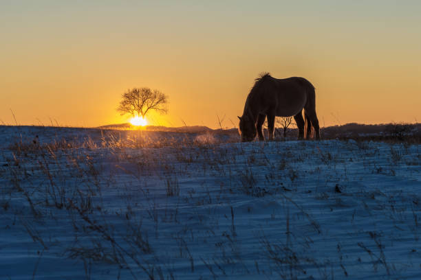 The horses in the Wulanbu Grassland in China are grazing at sunset