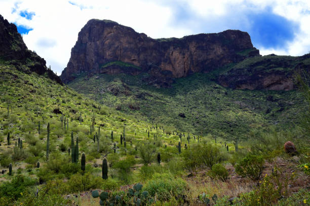 istock Salt River Recreation Area Arizona 2191177829
