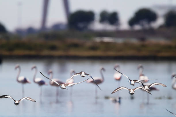 Photo of birds flying over the Sado River in the Setúbal district, South of Portugal, with flamingos in the background.