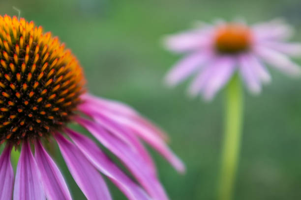 Blooming echinacea purpurea, close-up. Spring flower background for publication, design, poster, calendar, post, screensaver, wallpaper, postcard, banner, cover, website. High quality photo