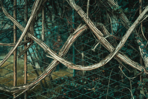 Old creeping plant branches against metallic fence, selective focus