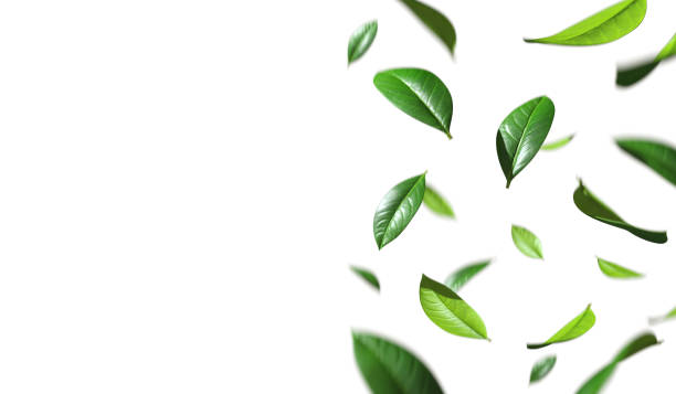 istock Greenery leaves falling down movement with copy-space cutout on white backgrounds 3d rendering 2191181297