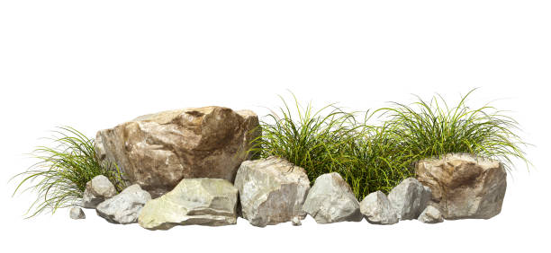 istock Savanna prairie grassy and stones group cutout white backgrounds 3d rendering 2191181302