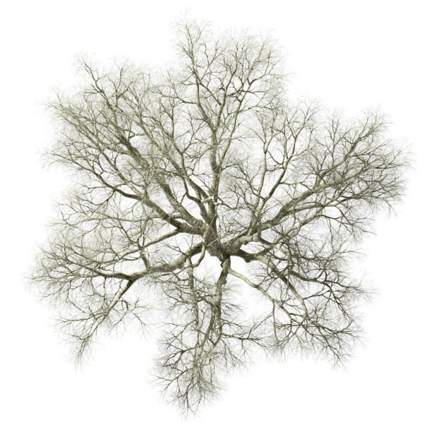 istock Isolated from above big dried tree top view on white backgrounds 3d rendering 2191181315