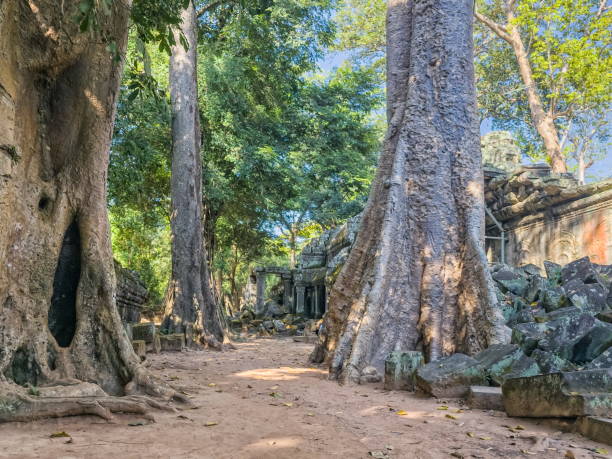 istock Ta Prohm Wat temple in Angkor, Cambodia 2191181798
