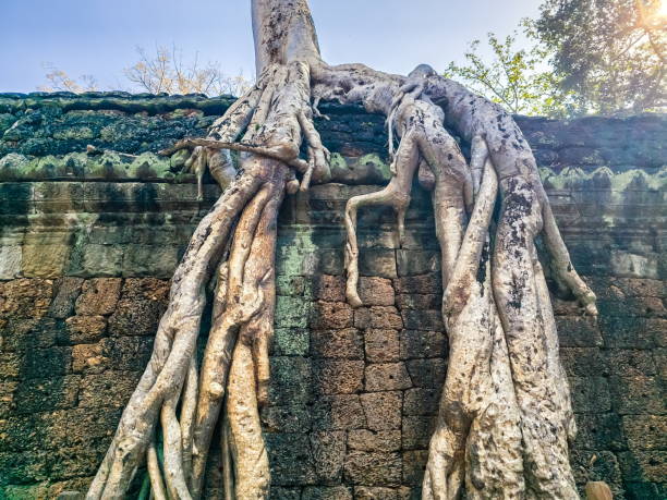 istock Ta Prohm Wat temple in Angkor, Cambodia 2191181898