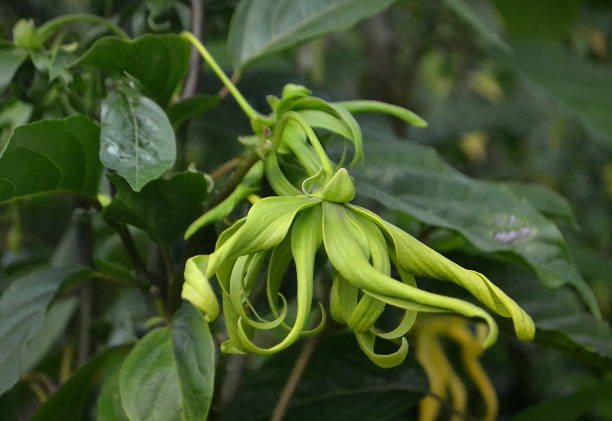 istock Ylang ylang flowers 2191183996