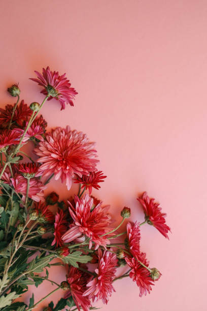 Red chrysanthemums arranged against a soft pink background, creating a vibrant and elegant floral composition perfect for seasonal, romantic, or aesthetic themes