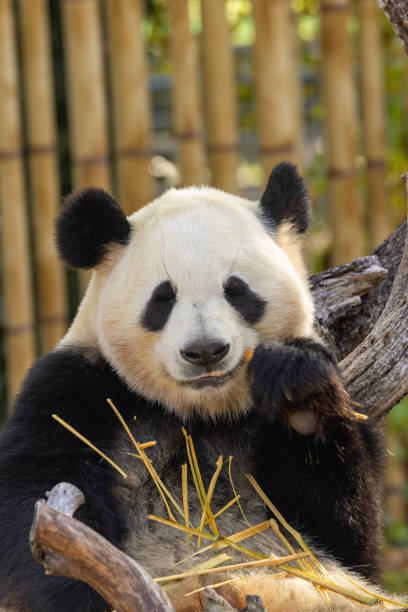 istock Giant Panda (Ailuropoda melanoleuca) - Found in bamboo forests, central China; photo in captivity. 2191185292