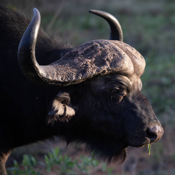 istock Buffalo at Welgevonden 2191185516