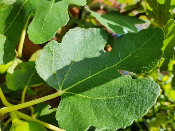 istock Fig Leaf (Ficus carica): Large, Lobed, and Rough, Essential for Tree Growth and Photosynthesis 2191186690