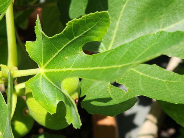 istock Fig Leaf (Ficus carica): Large, Lobed, and Rough, Essential for Tree Growth and Photosynthesis 2191186725