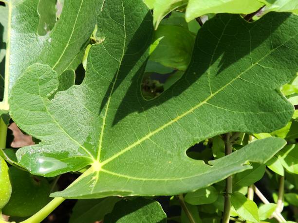 Fig Leaf (Ficus carica): Large, Lobed, and Rough, Essential for Tree Growth and Photosynthesis