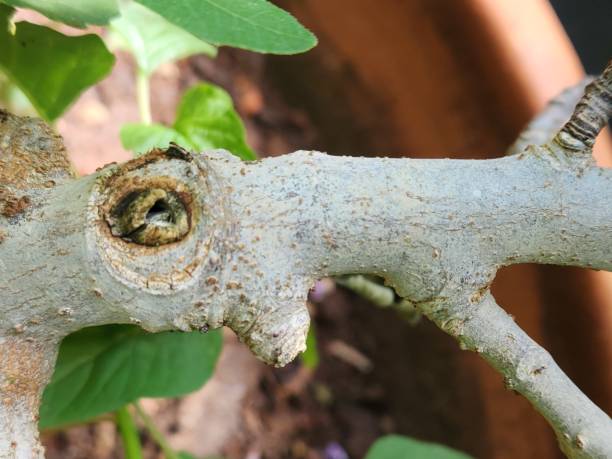 The stem of the fig tree (Ficus carica) is robust and grayish in color, with bark that can be smooth or slightly rough, depending on the plant's age and condition. As the fig tree grows, the stem becomes thicker and stronger, supporting the branches and broad leaves. The stem's structure is essential for the transport of water and nutrients from the roots to other parts of the plant. In young plants, the stem can be more flexible, while in mature trees, it becomes firmer and more resistant, with the appearance of a thicker, solid trunk. Under certain conditions, the stem may also serve as a location for aerial roots to form. In addition to its fruit-bearing value, the fig tree is appreciated for its broad shade and ornamental presence in gardens, thriving in subtropical and Mediterranean climates. The fig (Ficus carica) is a soft and juicy fruit known for its sweet and slightly earthy flavor. Its thin skin can range from green to purple, depending on the variety and ripening stage. Internally, the fig features pinkish or reddish pulp filled with tiny crunchy seeds. This fruit is highly nutritious, rich in fiber, vitamins, and antioxidants, and is enjoyed fresh, dried, or used in sweet and savory recipes. The fig tree, known as the fig tree, is a robust plant typically found in Mediterranean climates. The fig plant (Ficus carica), commonly known as the fig tree, is a medium-sized tree with broad, lobed leaves that have a rough texture and a deep green hue. Adapted to subtropical and Mediterranean climates, the fig tree is drought-resistant and can grow up to 10 meters tall. Its trunk is usually twisted and grayish in color. The plant produces figs, succulent and sweet fruits that grow directly on its branches. In addition to its fruit-bearing value, the fig tree is also appreciated for its broad shade and ornamental presence in gardens.