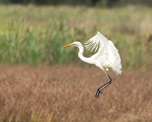 istock Great Egret, Ardea alba, fka Egretta alba: Scotland 2191188725