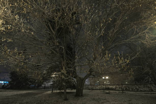 istock Night park in autumn snow 2191189779
