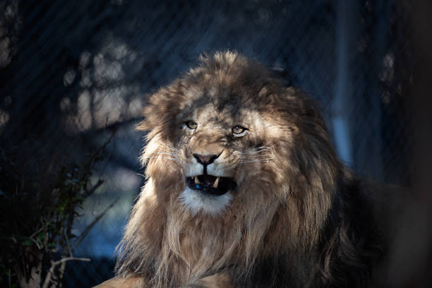 istock Lion in the zoo through the cage 2191190319
