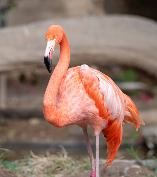 istock Zoo flamingo standing in his enclosure 2191190329