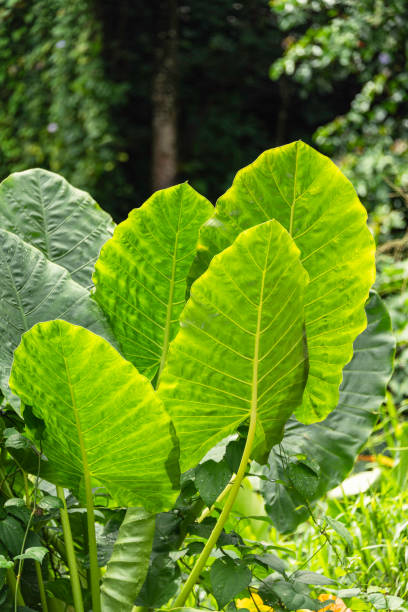 istock Beautiful Giant Taro Leafs 2191191939