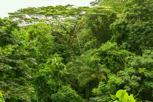 Beautiful Green Rainforest With Majestic Trees On Mahe Island, Seychelles