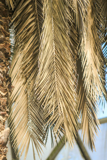 istock Palm leaf background. Foliage pattern. Dry leaves. Beige neutral natural color. 2191192207