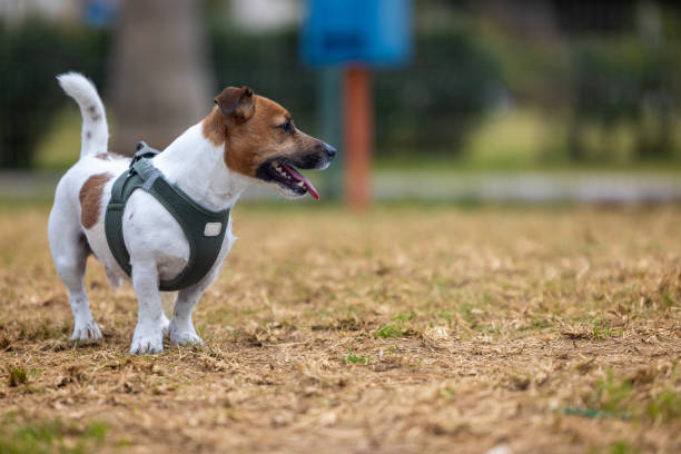 istock The dog playing in the dog park 2191193647