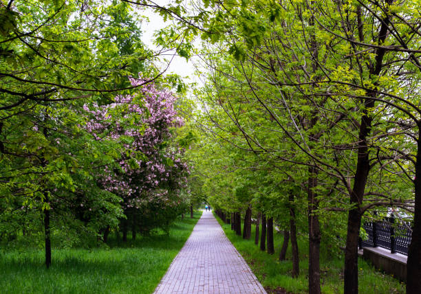 A tranquil tree-lined walkway with lush greenery and blooming pink flowers, creating a peaceful urban nature scene