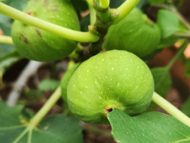 istock Fig Fruit: The Sweetness and Soft Texture of the Fig 2191195285