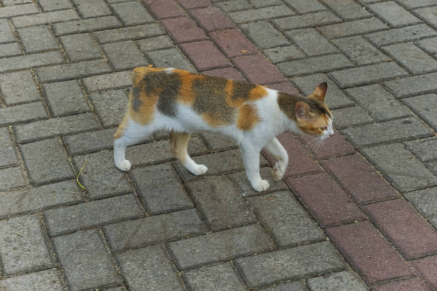 A calico cat with a short tail walks gracefully on a colorful paving block floor. Its soft fur and unique stripe pattern make it look adorable.