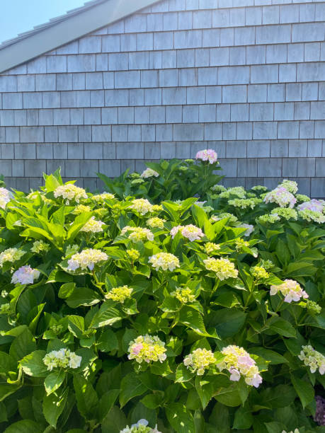 istock Sunlit hydrangea blooms in soft pinks and greens, surrounded by vibrant leaves, against the backdrop of weathered shingle siding under a clear blue sky. 2191195869