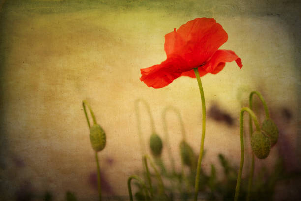 Blooming red poppy with overlaid texture
