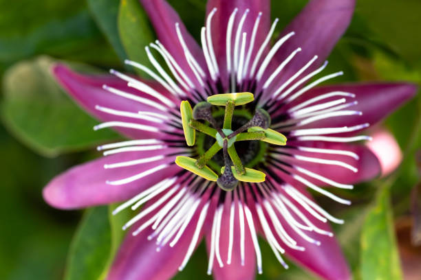 Honey bee swarm pollinate on purple passion flower in fall time, New England, USA
