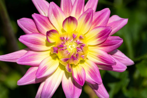 Dahlias are in full bloom in Nara Prefecture, Japan.