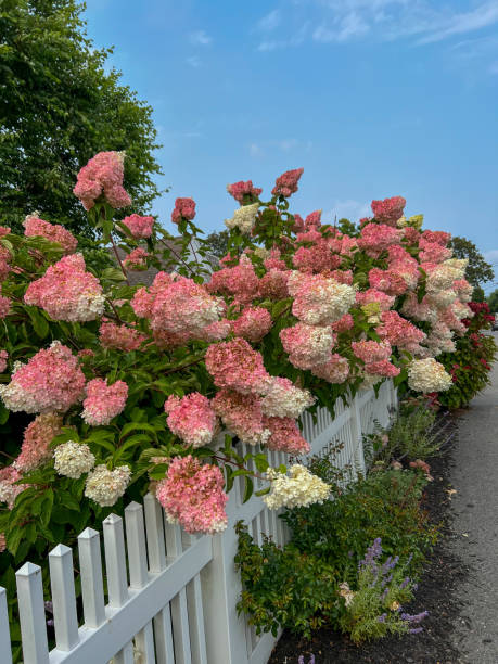 istock A vibrant display of pink and white hydrangeas blooms along a white picket fence under a bright blue sky, creating a serene and colorful summer garden scene. 2191196576