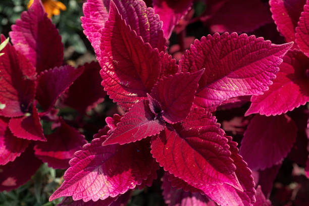 istock Plectranthus scutellarioides flower outdoors, closeup 2191197069
