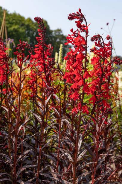 istock Red Lobelia speciosa flowers (Starship Deep Rose) 2191197148