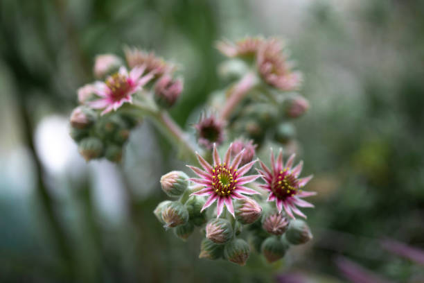 Sempervivum arachnoideum in a garden