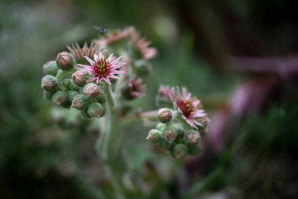 Sempervivum arachnoideum in a garden