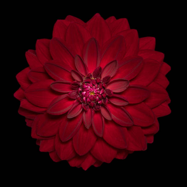 istock Red Dahlia flower on black background 2191197398