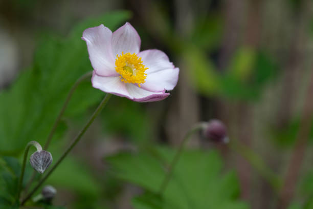 istock Autumn anemone (Hadspen Abundance) in the garden 2191197439