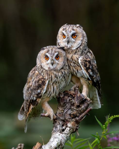 istock Long-eared owls with striking orange eyes perched on a branch. 2191199218