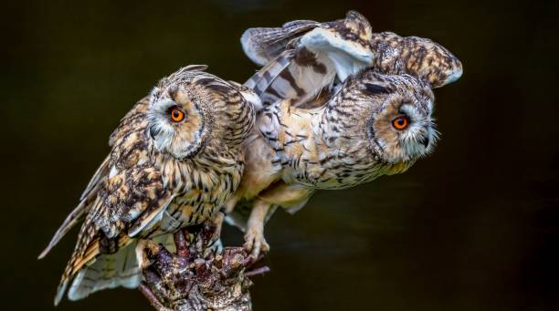 istock Long-eared owls with striking orange eyes 2191199225