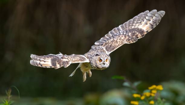istock Majestic owl in flight with wings spread wide. 2191199232