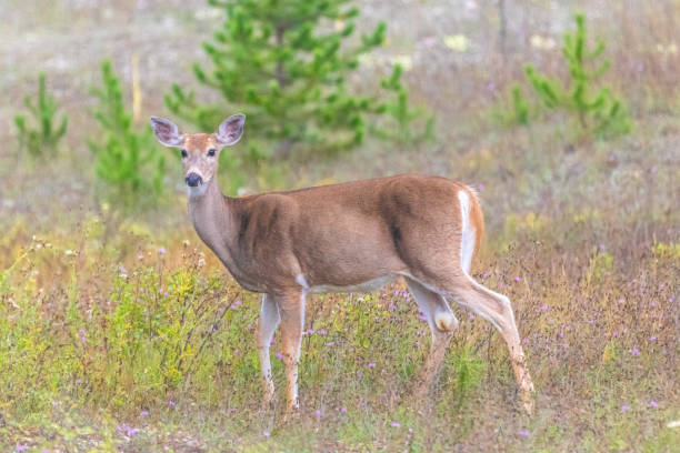 istock Deer in Rural Montana 2191199452